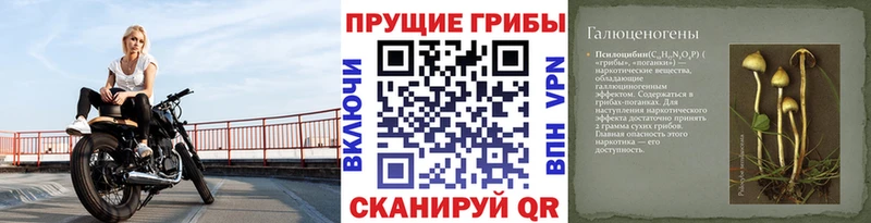 Галлюциногенные грибы Cubensis Западная Двина